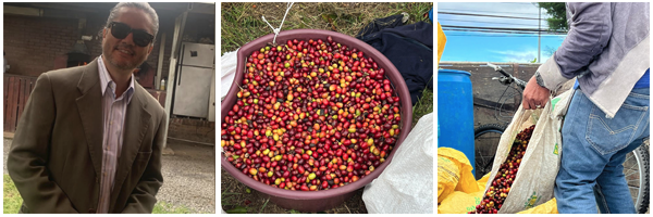 Greetings from the Coffee farm in Costa Rica. The above image shows our pure CR95, Caturra and Catuai.  All “strictly hard” and with a natural process that in my opinion gives the best tasting coffee.